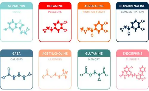 Types of neurotransmitters