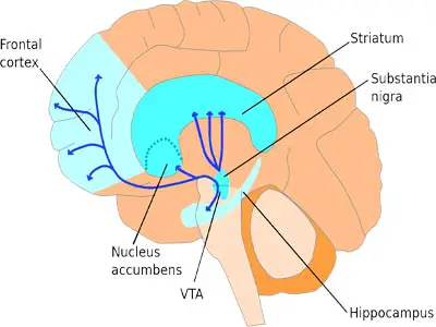 Dopamine location in the brain