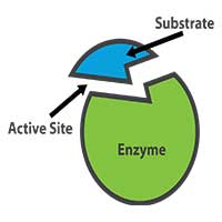 How Do Enzymes Lower Activation Energy? - JournalHow