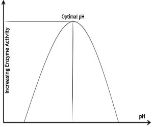 how ph affects enzyme activity experiment