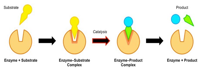 how-do-enzymes-work-mechanism-figure-journalhow