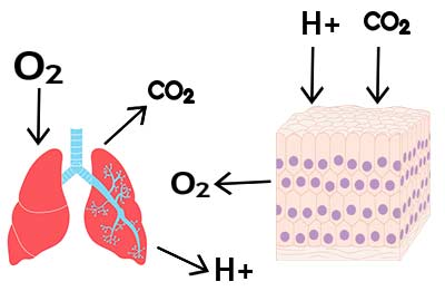 Diagram of Haldane effect