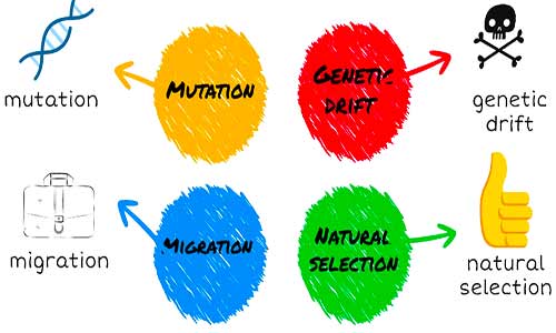 List The Mechanisms Of Evolution