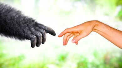 What makes humans different from animals