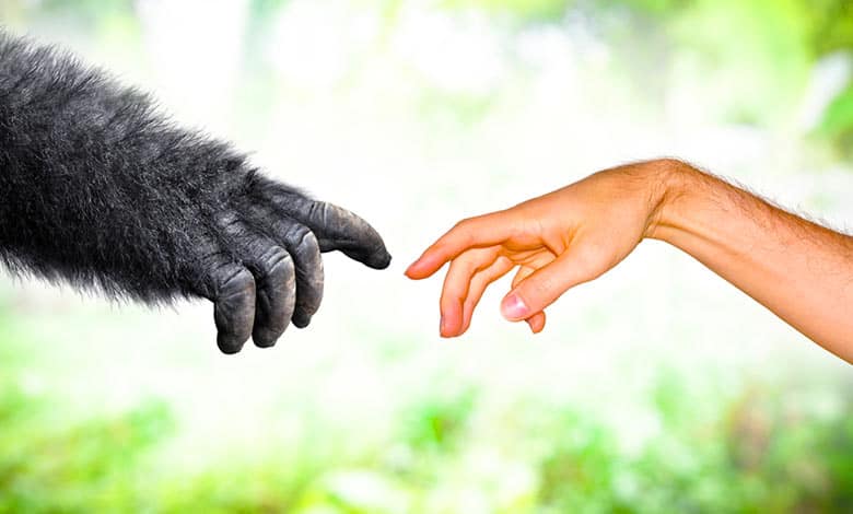 What Makes Humans Different From Animals? - JournalHow