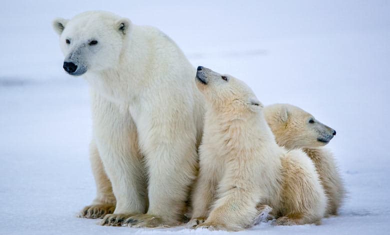 How Did The Polar Bear Evolve? - JournalHow