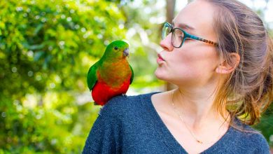 How parrots can talk