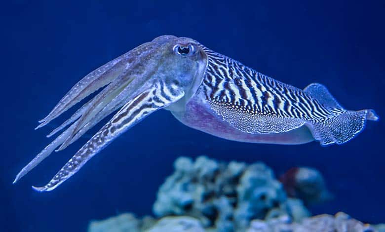 How The Squid Lost Its Shell? - JournalHow