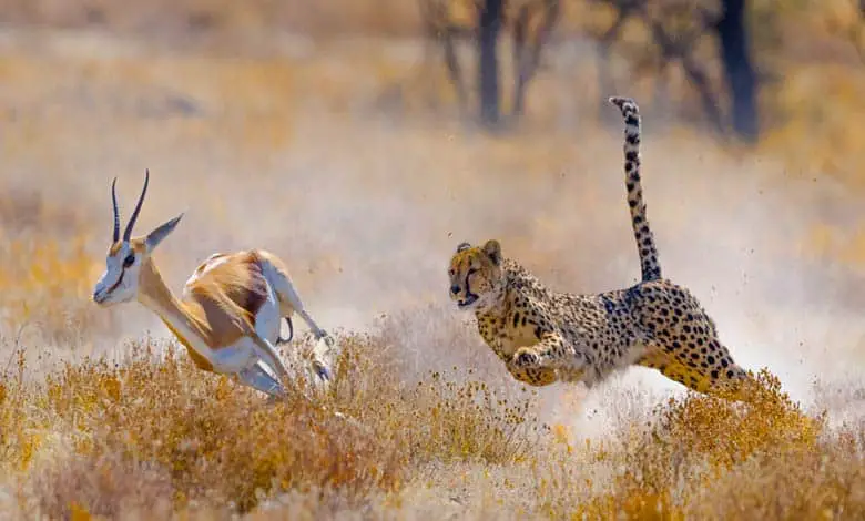 Is Cheetah The Fastest Animal? - JournalHow