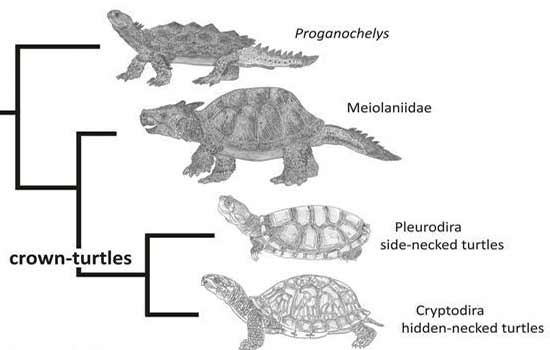 How The Turtle Got Its Shell Journalhow