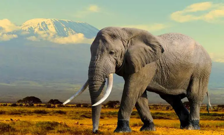 Why Do Elephants Have Tusks? - JournalHow