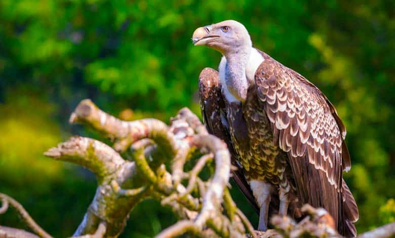 Why Do Not Vultures Get Sick? - JournalHow