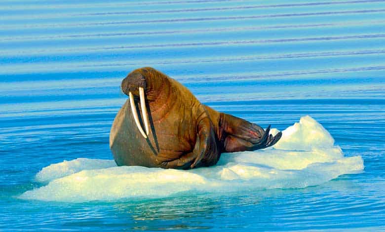 Why Do Walruses Have Tusks? - JournalHow