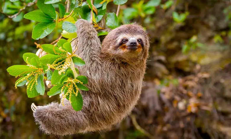 How sloths went from seas to trees