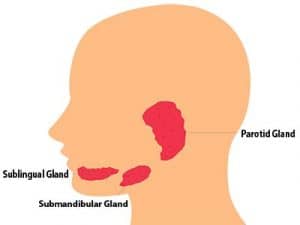 How Does Saliva Work? (Salivation Process In Mouth) - JournalHow