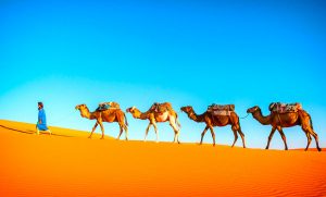 What Happened To Camels In North America? - JournalHow