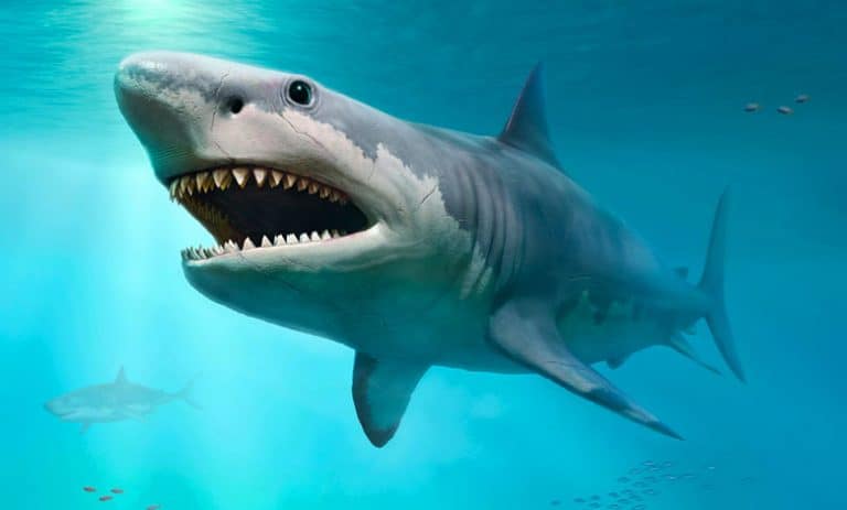 Why Megalodon Went Extinct? - Causes & Facts - JournalHow