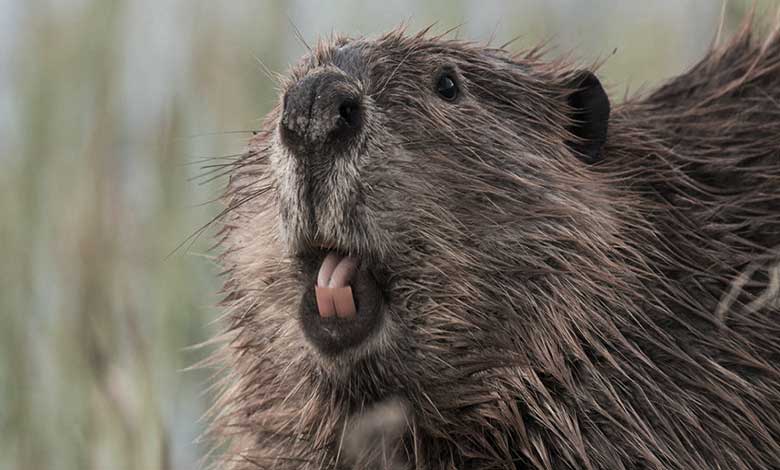 Why Are Beaver Teeth Orange? - JournalHow