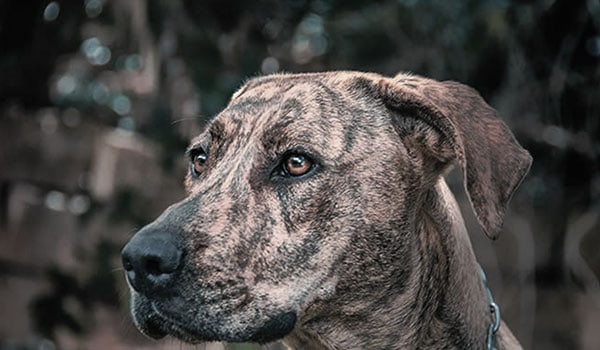 Why Are Brindle Dogs Unpopular? (10 Details) - JournalHow