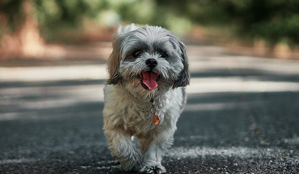 Why Shih Tzu Are The Worst Dog? - JournalHow